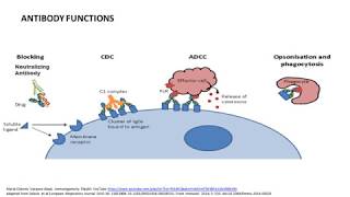 What are Antibody functions? Do Anti-Drug Antibodies have the same functions?