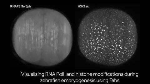 A Fab-ulous insight into zebrafish zygotic genome activation