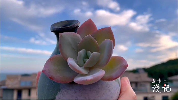 奶茶专辑：晨光中的奶茶胖嘟嘟的，太可爱，一口气拍了所有的奶茶｜多肉植物 - 天天要闻