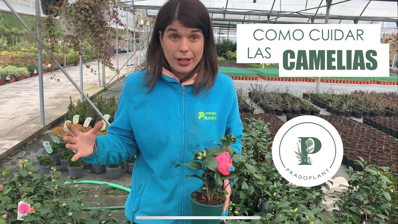 PRADOPLANT - Características y cuidados de las Camelias | Todo lo que necesitas saber sobre ellas