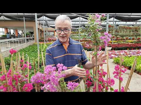 Video: Como Hacer Topiario De Mariposas De Verano