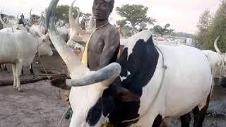 Download Lagu Agutmading Ayor Ayuen's Traditional Album MP3