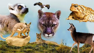 Cute Little Animals Elk , Snake Viper, Bee , Crane, Goldfinch, Racoon... Funniest Animals Moments