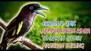 MASTERAN BURUNG SEMPUR HUJAN RIMBA GACOR JERNIH JEDA