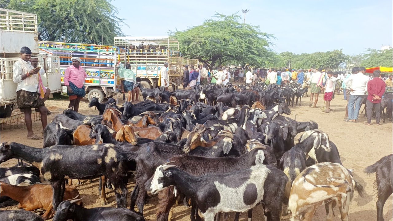 goat prices in pebbair marketgoat marketpebbair marketgoat video