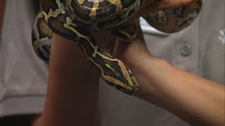 Homework Hotline: Burmese Python