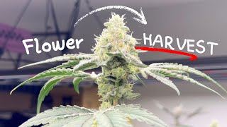 Flower To Harvest + Final Weight!
