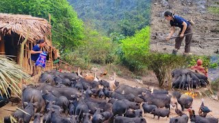 Bring pigs into the forest to eat grass and grow upland vegetables