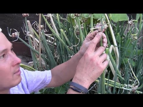 成長しやすい多年生のウォーキングタマネギは生涯の食糧を提供します