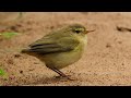 Iberski zviždak na zimovanju u ozai Maerzuga u Maroku - Iberian Chiffchaff - Phylloscopus ibericus