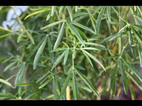 Video: Eunonymus Çalılarının Seçimi: Bazı Popüler Euonymus Bitki Çeşitleri Nelerdir?