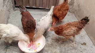 Hens ko ajj chicken Chinese pulao khilaya || Ghar Main Dihat || John Pets Vlogs