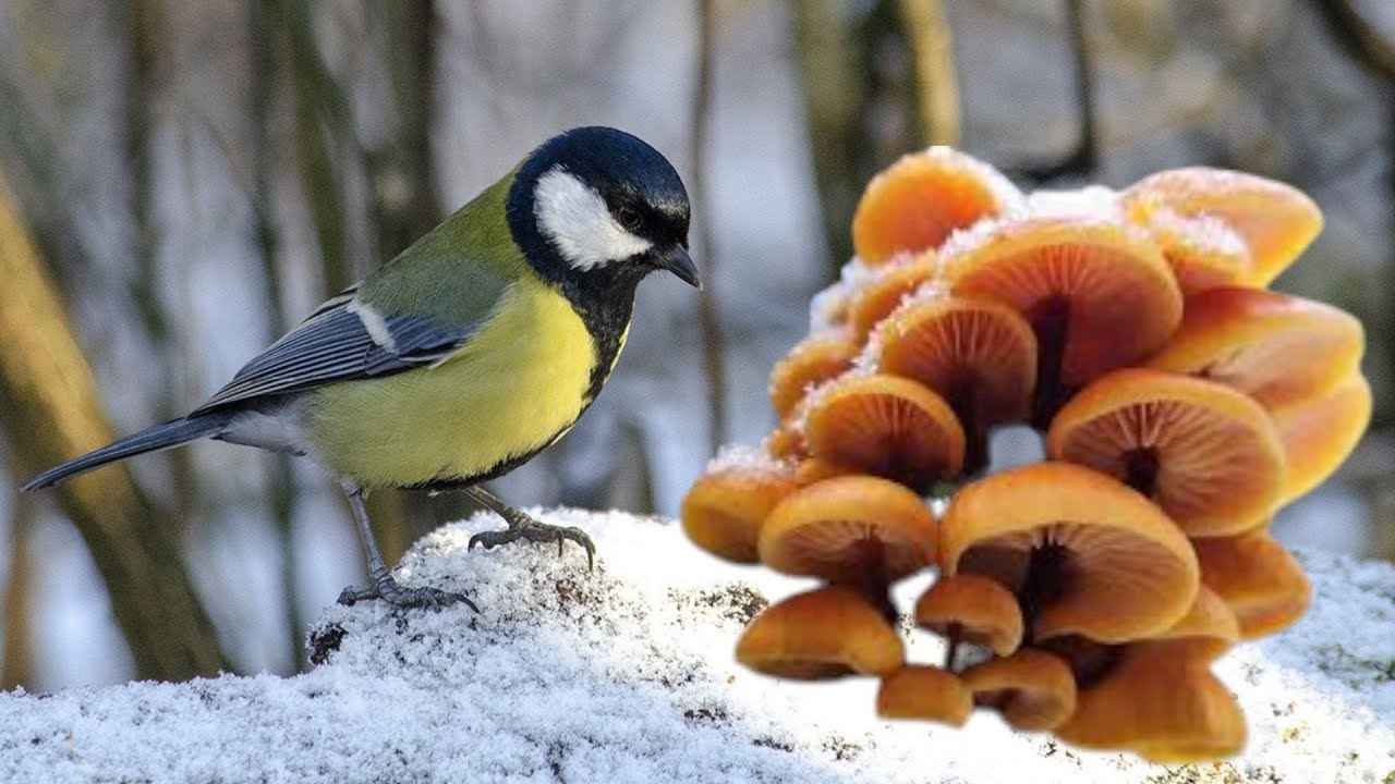 Їстівні зимові гриби у СІЧНІ ❄️ Фламуліна та Іудине Вухо