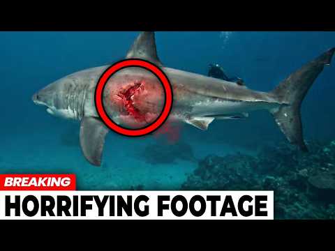 The Unseen Sharkbae Leaks: The Full Story.