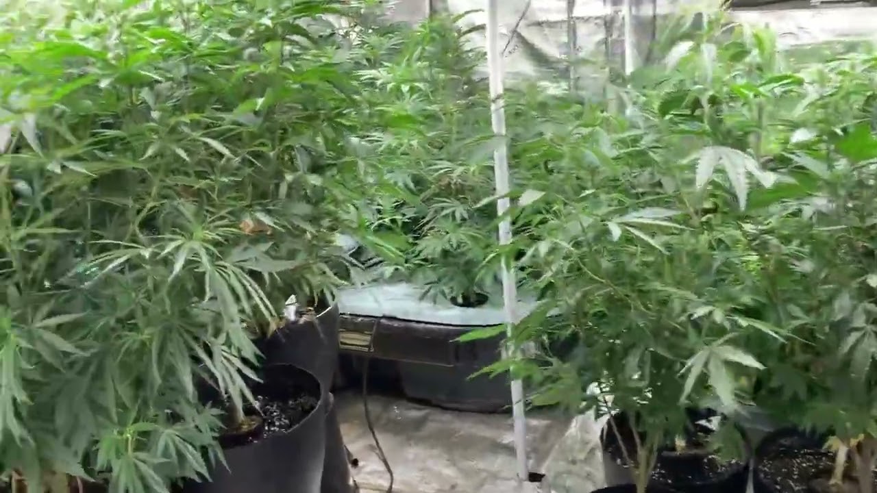 Indoor grow set up 60 days since start of new tent. Vegetive side.