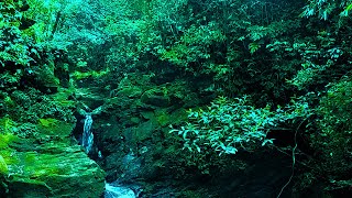 Majestic Forest Sounds, Birdsong, Gentle Stream Sounds Nature Sounds