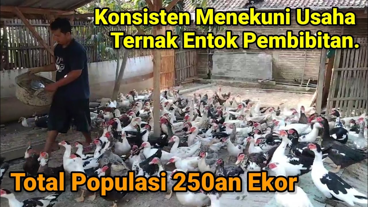 Keuntungan Nyata Ternak Entok Dengan Sistem Pembibitan