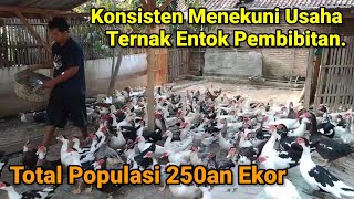 Keuntungan Nyata Ternak Entok Dengan Sistem Pembibitan