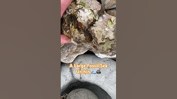 Surprise😮Fossil Sea Urchin & Large Ammonite Find‼️ #fossilhunting#beachfossils#ammonite