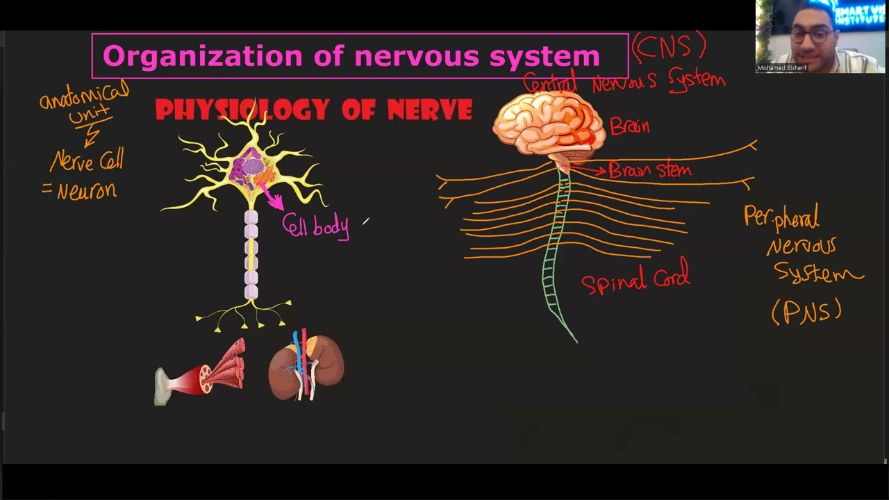 Nerve Physiology -1 (طب الاسكندرية) 2024
