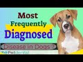 Most Frequently Diagnosed Health Problem In Pets | Sick Dog Symptoms