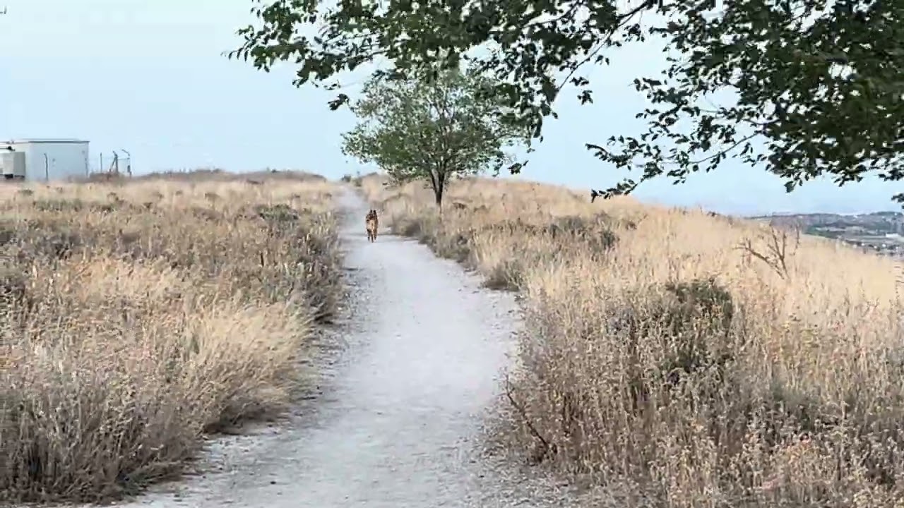 Duque 40 meses 【Espana 】378