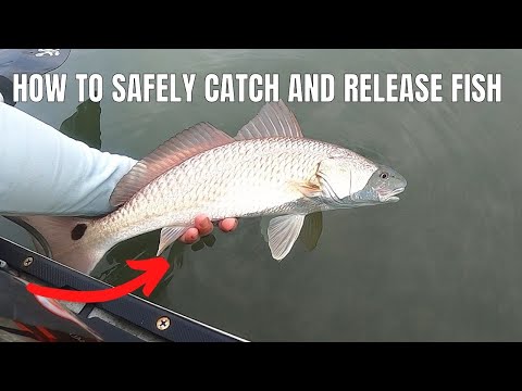 How To Handle Fish For Catch And Release 