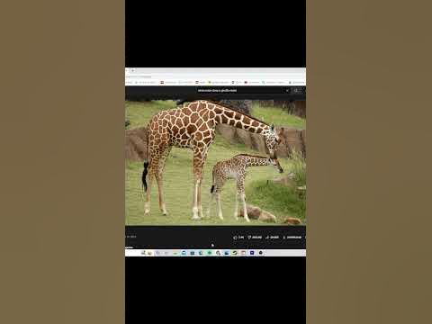what noise does a giraffe make?? 🤔🤔#giraffe #omegle #shorts #animal