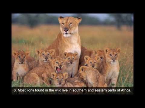 10-mind-blowing-facts-about-lions