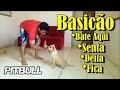 Dicas Básicas para Cães - Senta - Fica - Bate Aqui e Deita - Cães Brasil