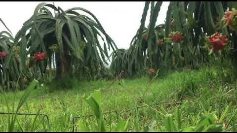 bẫy cút quýt, cút ấn độ quá nhanh và cực kì đơn giản 0909013474