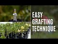 Adenium Grafting | How To Graft Adenium | Happy Gardening