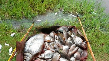 sau cơn mưa kích cá ở lải chảy cá nổi trắng tinh