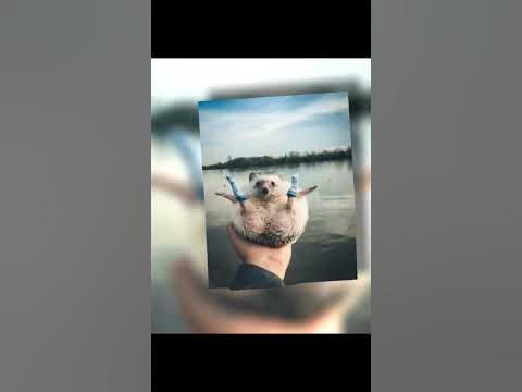 авы с животными - YouTube