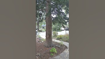 Squirrels at the big tree doing squirrel things #squirrels
