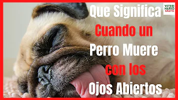 ¿Qué ocurre cuando muere un perro?