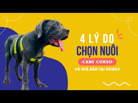 Video Chó Cane Corso (Ngao Ý) giá bao nhiêu tiền năm 2022... - youtube