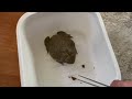 Eating Mazuri Food - African Bullfrog - Pyxicephalus Adspersus also known as Pixie frog