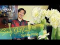 Saturday Mornings at the Opera presents &quot;Sing Out Loud: Spring Fling&quot;