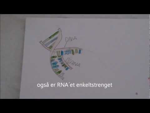 Video: DNA-metylering Og De-metylering Ved Bruk Av Hybrid-stedsmålrettede Proteiner