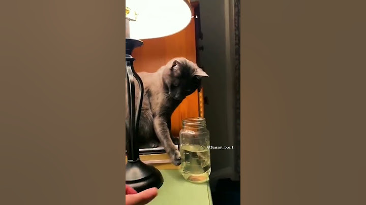 This cat wants to break the glass jar🤣👾