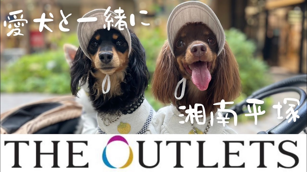 【オープンから１ヶ月!!】犬にとって最高なアウトレットへ遊びに行ったら・・・【ジアウトレット湘南平塚】