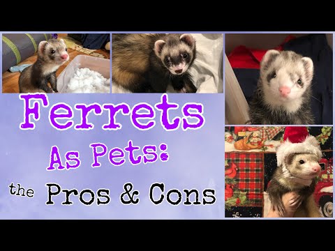 Video: Ferrets Raws Li Cov Tsiaj: Pros Thiab Cons