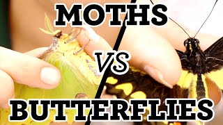 Moths vs Butterflies | What's the difference?