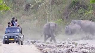 Elephant attack | हाथी की तांडव जंगल और सड़कों पे