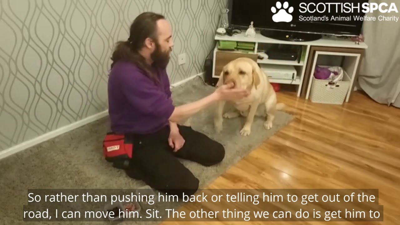 Scottish SPCA Enrichment For Dogs Training Part Two YouTube scottish-spca-enrichment-for-dogs-training-part-two-youtube