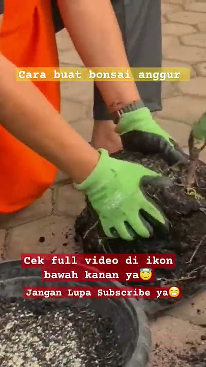 @KaryawanNgAnggur bonsai anggur #bonsai #anggur #anggurimport #budidayaanggur #bibitanggur