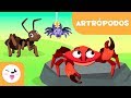 Los artrópodos para niños - Animales invertebrados - Ciencias naturales para niños