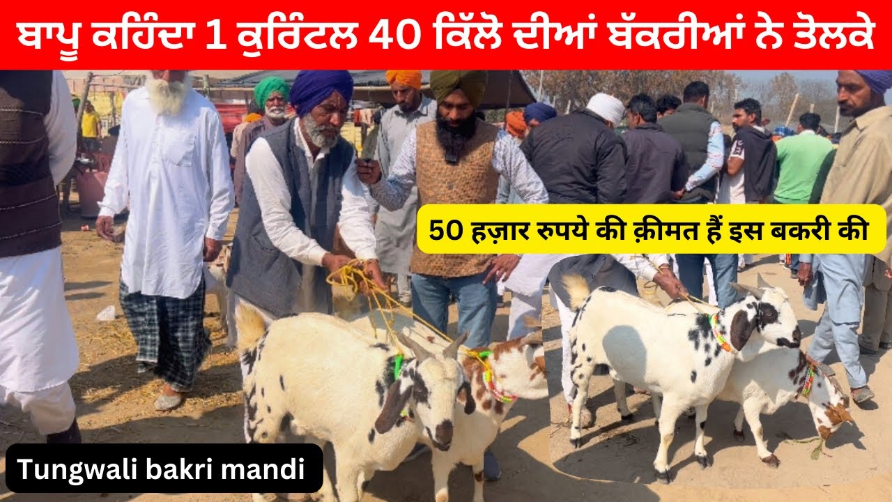 1 ਕਵਿੰਟਲ 40 ਕਿੱਲੋ ਦੀਆਂ ਬਰਬਰੀਆਂ 50000 ਲੈਣਾਂ ਬਾਪੂ ਕਹਿੰਦਾ l Tungwali mandi ll 