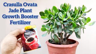 Jade plant हरा भरा घना करने का टॉप सीक्रेट, Lucky plant Crasulla ovata care fertilizer